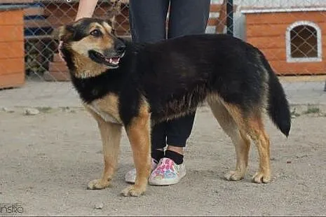 Dalia - łagodna, posłuszna, ułożona suczka ADOPCJA