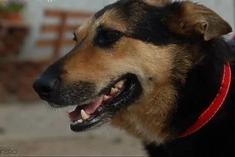 Dalia - łagodna, posłuszna, ułożona suczka ADOPCJA