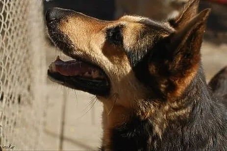 Dalia - łagodna, posłuszna, ułożona suczka ADOPCJA