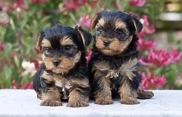 Yorki mini suczki Yorshire Terrier York, Małopolskie, Kraków