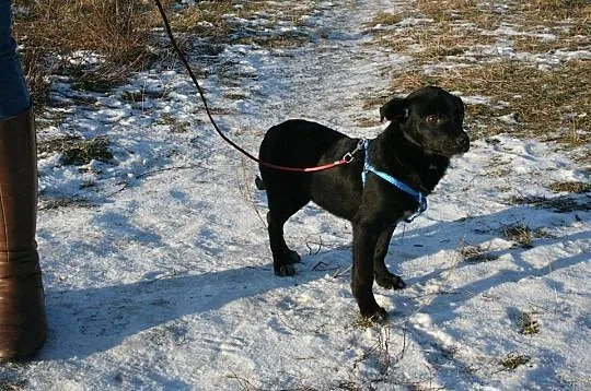 Negro i Max, SZCZENIĘTA szukają odpowiedzialnych d