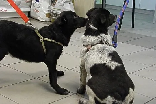Negro i Max, SZCZENIĘTA szukają odpowiedzialnych d
