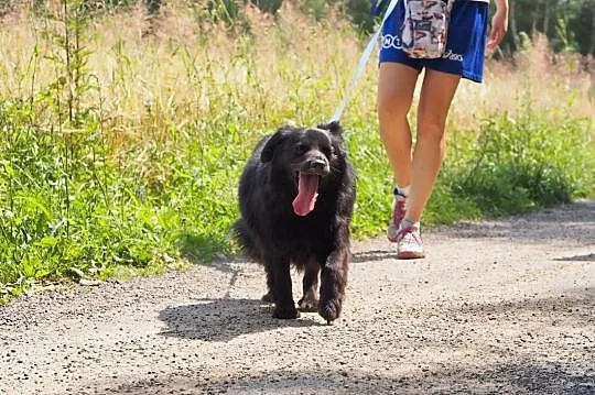 Bolek-czarny, długowłosy i energiczny pies!,  śląs, Częstochowa