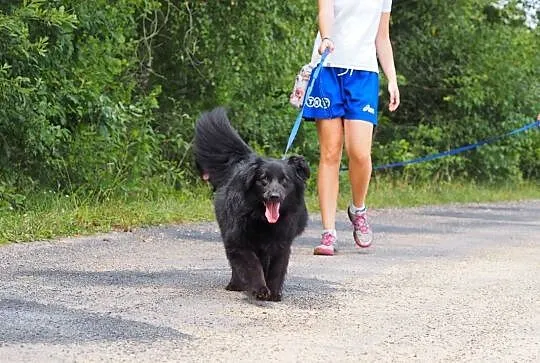Bolek-czarny, długowłosy i energiczny pies!,  śląs, Częstochowa