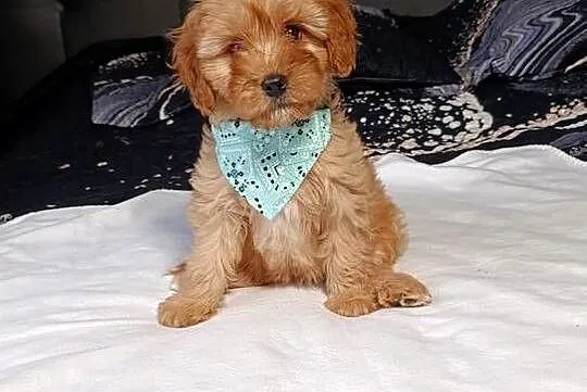 Suczka Cavapoo