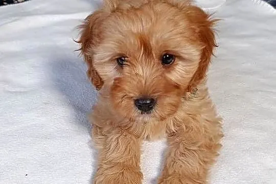 Suczka Cavapoo, Świętokrzyskie, Szczaworyż