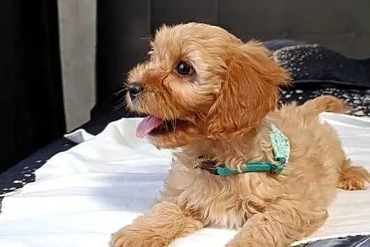 Suczka Cavapoo, Świętokrzyskie, Szczaworyż