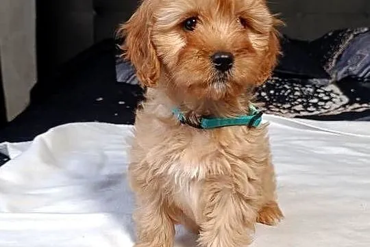 Suczka Cavapoo, Świętokrzyskie, Szczaworyż