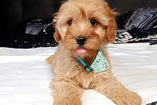 Suczka Cavapoo, Świętokrzyskie, Szczaworyż