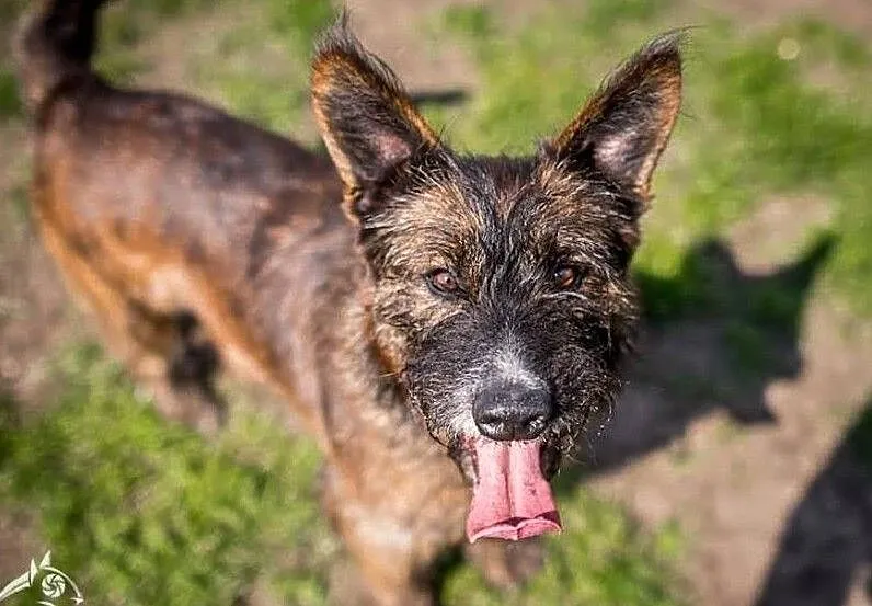 Kto pokocha terrierkę LONDI?, , Wrocław