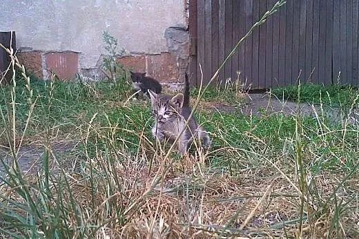 Porzucone kotki szukają domu,  dolnośląskie Wrocław