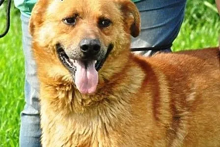 Rudy bardzo fajny, wesoły, zrównoważony pies ADOPC