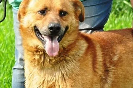 Rudy bardzo fajny, wesoły, zrównoważony pies ADOPC