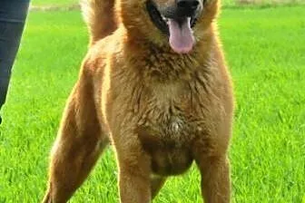 Rudy bardzo fajny, wesoły, zrównoważony pies ADOPC