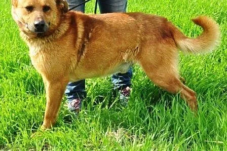 Rudy bardzo fajny, wesoły, zrównoważony pies ADOPC