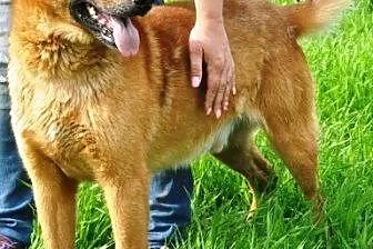 Rudy bardzo fajny, wesoły, zrównoważony pies ADOPC