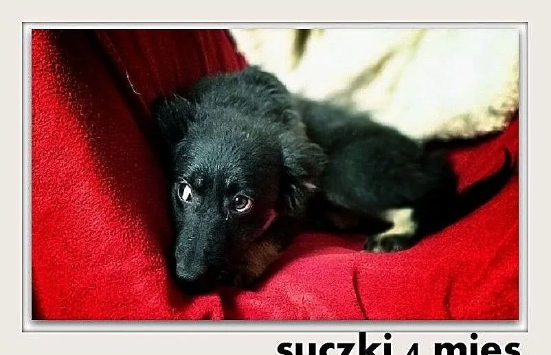 MOLINKI,4mies. szczeniaki,suczki nieśmiałe, mix owczarek.ADOPCJA, Małopolskie, Kraków