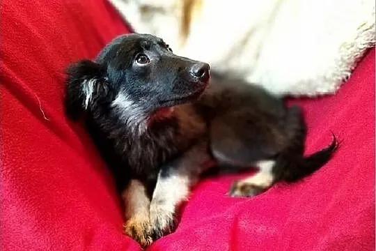 MOLINKI,4mies. szczeniaki,suczki nieśmiałe, mix owczarek.ADOPCJA, Małopolskie, Kraków