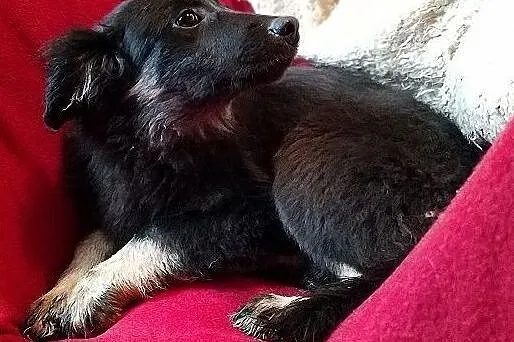 MOLINKI,4mies. szczeniaki,suczki nieśmiałe, mix owczarek.ADOPCJA, Małopolskie, Kraków
