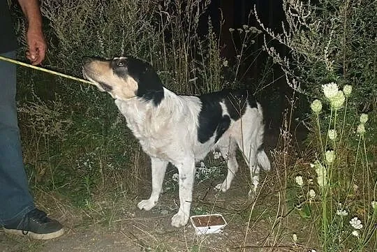 [Do adopcji]: HEKTOR - prawdziwy przyjaciel!, Łódzkie, Łódź