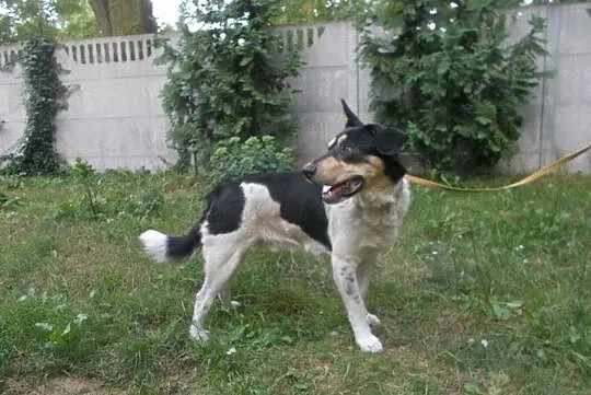 [Do adopcji]: HEKTOR - prawdziwy przyjaciel!, Łódzkie, Łódź