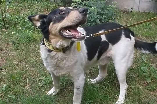 [Do adopcji]: HEKTOR - prawdziwy przyjaciel!, Łódzkie, Łódź