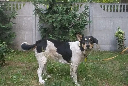 [Do adopcji]: HEKTOR - prawdziwy przyjaciel!, Łódzkie, Łódź