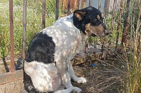 [Do adopcji]: HEKTOR - prawdziwy przyjaciel!, Łódzkie, Łódź