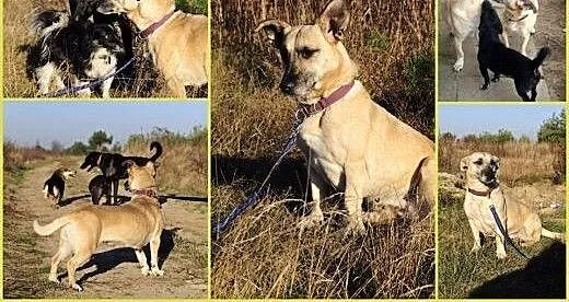 Fiona- kochana psina czeka na nowy dom, małopolsk