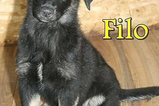 3-miesięczny uroczy psiak Filo,  wielkopolskie Poz