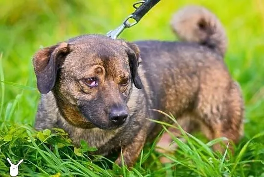 Mały Timon - zmieści się do każdego mieszkania!