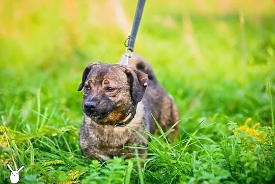 Mały Timon - zmieści się do każdego mieszkania!