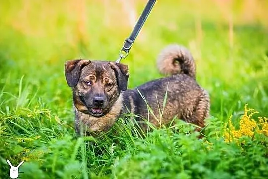 Mały Timon - zmieści się do każdego mieszkania!