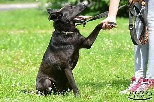 JULEK piękny psiak szuka pilnie domku!!!,  śląskie
