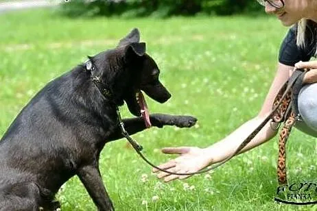 JULEK piękny psiak szuka pilnie domku!!!,  śląskie