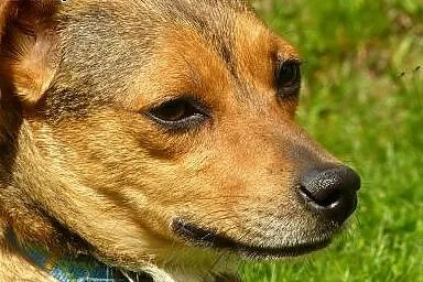 Luki - porzucona, dzielna i przesympatyczna sunia - szuka domu!,  śląskie Częstochowa