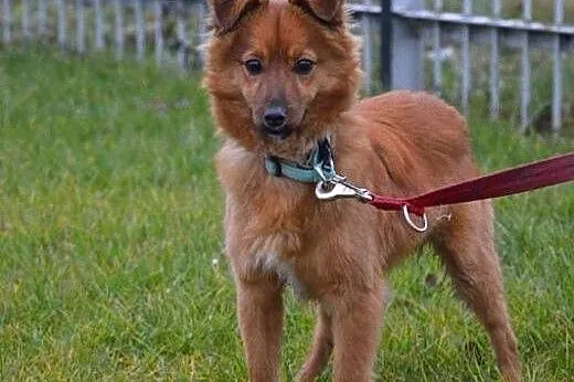 Radosna, młoda, bystra miłosć, cały Warren! Adoptu