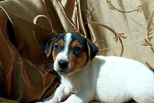 Wzorcowy gładki Jack Russell terrier JRT piękny exterrier rodzice FCI, Opolskie, Krapkowice
