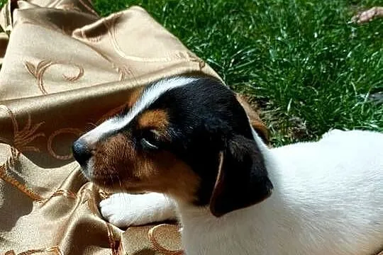 Wzorcowy gładki Jack Russell terrier JRT piękny exterrier rodzice FCI, Opolskie, Krapkowice