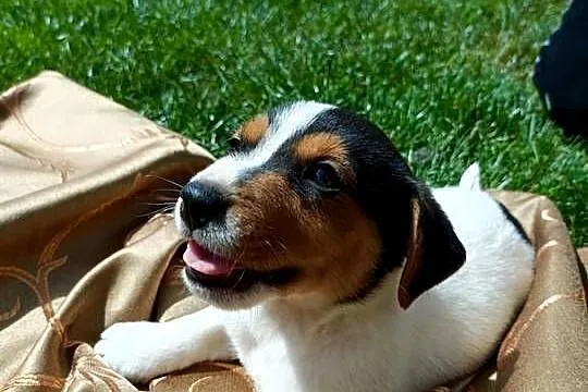 Wzorcowy gładki Jack Russell terrier JRT piękny exterrier rodzice FCI, Opolskie, Krapkowice
