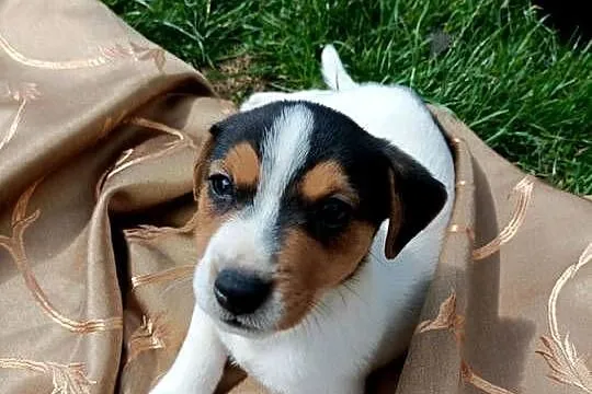 Wzorcowy gładki Jack Russell terrier JRT piękny exterrier rodzice FCI, Opolskie, Krapkowice