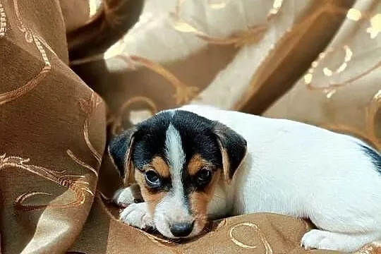 Wzorcowy gładki Jack Russell terrier JRT piękny exterrier rodzice FCI, Opolskie, Krapkowice