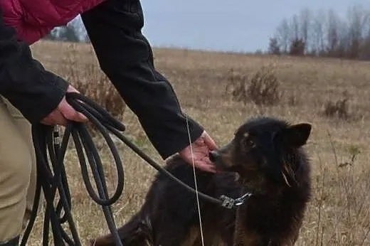Sliczna TRUSIA o wyjątkowej urodzie szuka domu,  m