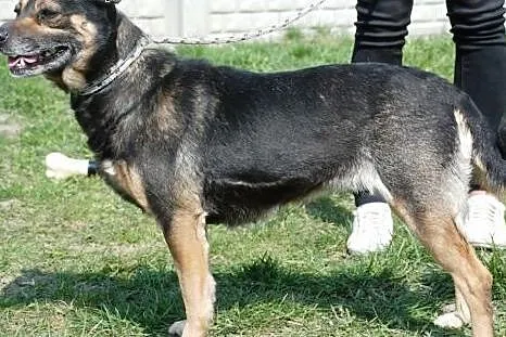 Afia - grzeczna, spokojna, pogodna, niekonfliktowa