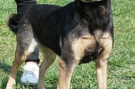 Afia - grzeczna, spokojna, pogodna, niekonfliktowa