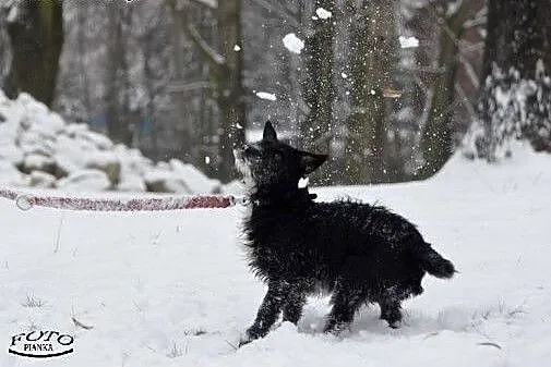 DEJZI młoda sunia szuka kochajągo miejsa na ziemi!