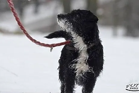 DEJZI młoda sunia szuka kochajągo miejsa na ziemi!