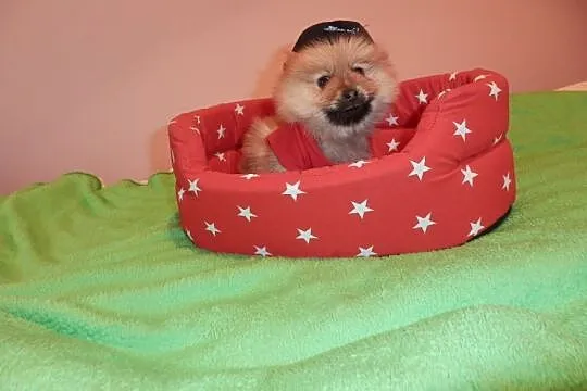 Pomeranian  Boo śliczny  piesek