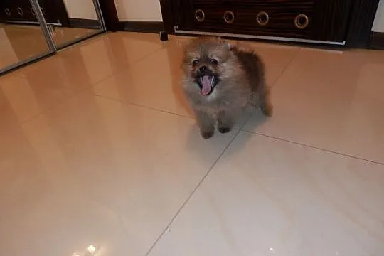 Pomeranian  Boo śliczny  piesek