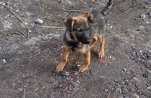 Maluszek Beżyk do adopcji, śląskie Katowice